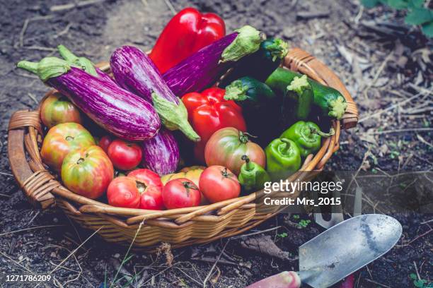 wicker basket in a vegetable garden with freshly picked aubergines, zucchini, bell peppers and tomatoes - eggplant imagens e fotografias de stock