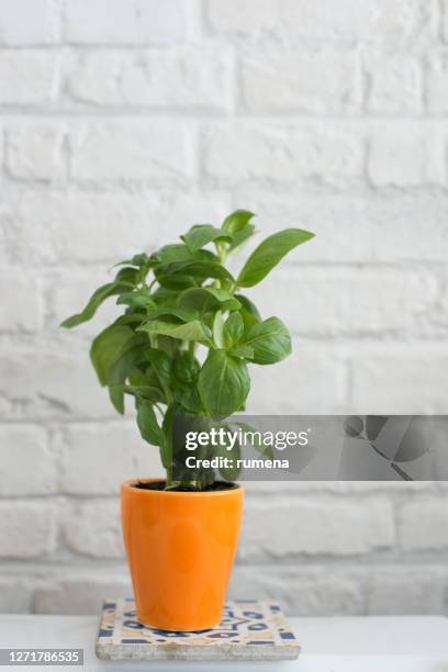 basil plant on a painted tile - basil stock-fotos und bilder