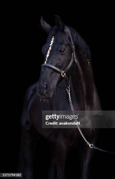 art portrait of amazing  black sportive trakehner  stallion decorating  gold against  black background - black horse stockfoto's en -beelden