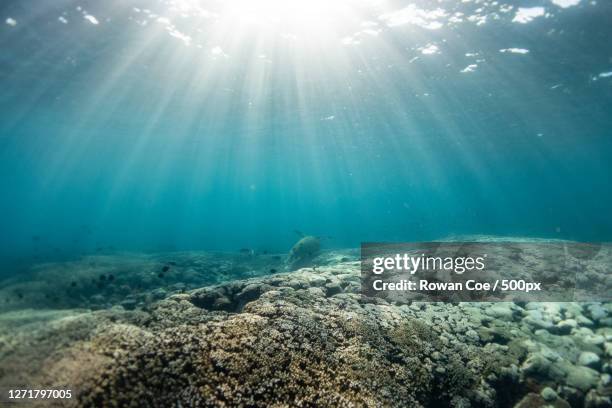 low angle view of sea, woorim, australia - ray fish stockfoto's en -beelden