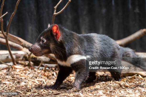 287 Tasmanian Devils Habitat Photos and Premium High Res Pictures - Getty  Images