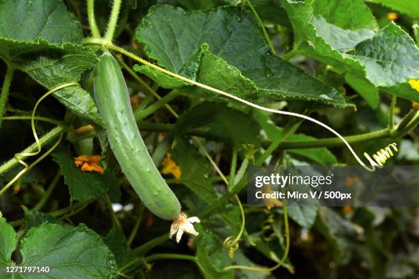 close-up of wet plant leaves - cucumber leaves fotografías e imágenes de stock