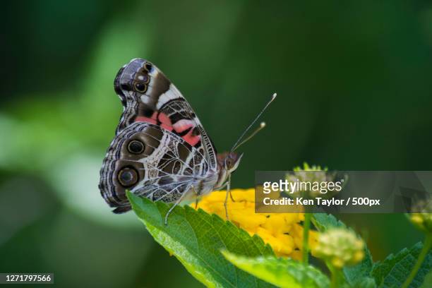 close-up of butterfly pollinating on flower, adamstown, pitcairn - pitcairnöarna bildbanksfoton och bilder