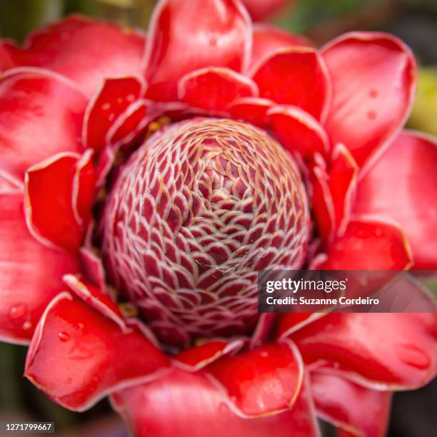 red torch flower - hedychium gardnerianum 個照片及圖片檔