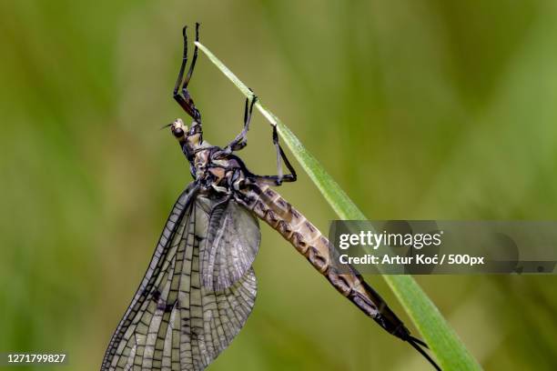 close-up of dragonfly on plant, wadhurst, united kingdom - wadhurst stock pictures, royalty-free photos & images