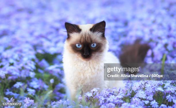 portrait of cat amidst purple flowers - gatto siamese foto e immagini stock