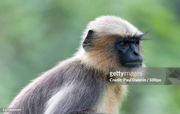 close-up of monkey looking away, ponnampet, india - hanuman stock pictures, royalty-free photos & images
