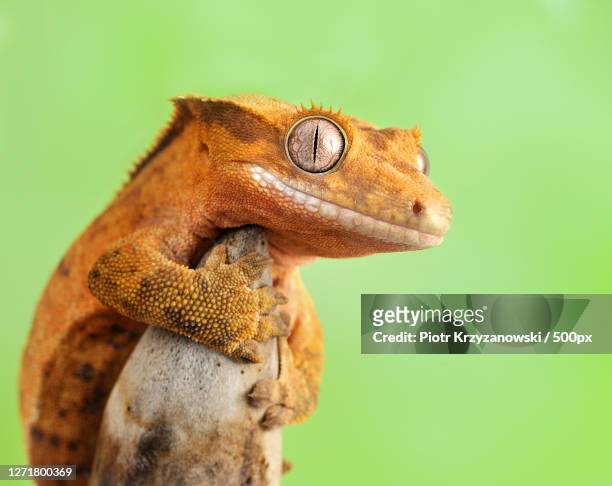 close-up of frog on leaf - lizard tongue stock pictures, royalty-free photos & images