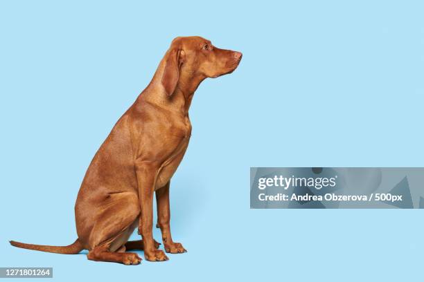 close-up of dog against blue background - hund nicht mensch stock-fotos und bilder