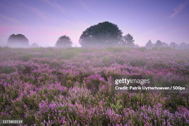 scenic view of flowering plants on field against sky, as, belgium - heather stock pictures, royalty-free photos & images