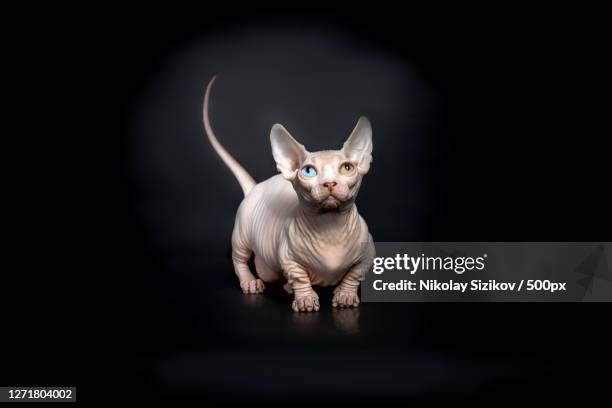 portrait of a devil in devil costume, moscow, russia - sphynx hairless cat stock pictures, royalty-free photos & images