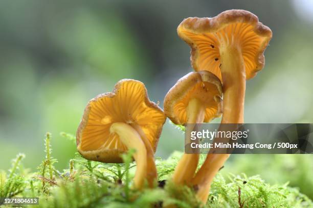 close-up of mushrooms growing on field, sourzac, france - cantharellus tubaeformis stock pictures, royalty-free photos & images