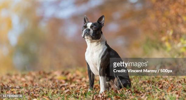 close-up of dog sitting on field - boston terrier stock-fotos und bilder