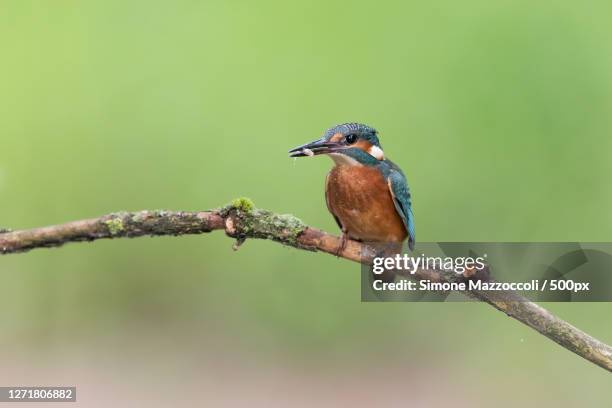 a common indian kingfisher, volvera, italy - snipefish stock pictures, royalty-free photos & images
