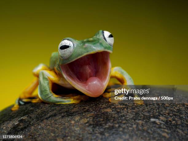 close-up of frog on rock - frosch stock-fotos und bilder
