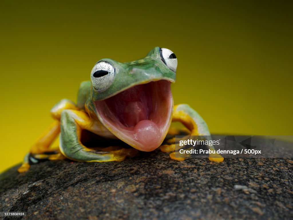 Close-Up Of Frog On Rock
