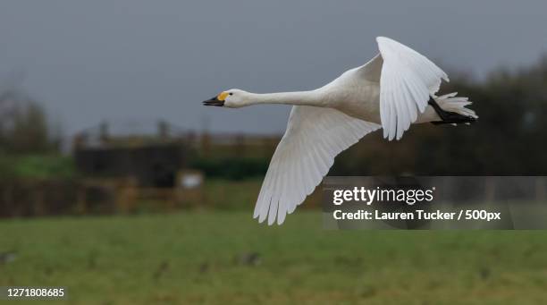 close-up of bird flying over field, dursley, united kingdom - whooper swan stock-fotos und bilder