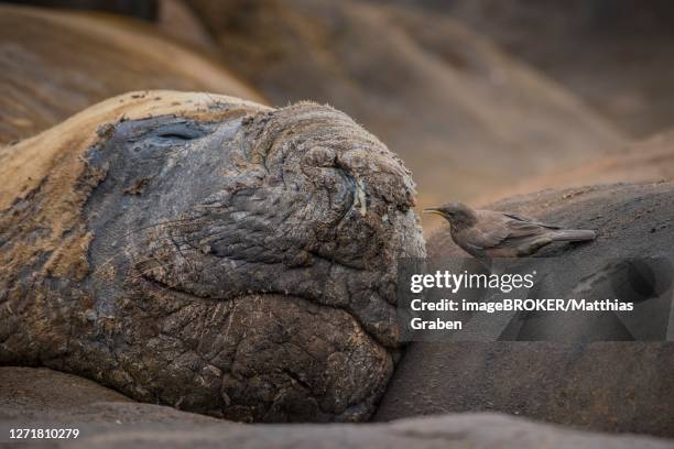 southern elephant seal (mirounga leonina) and blackish cinclodes, also (cinclodes antarcticus), carcass island, falkland islands, united kingdom - blackish cinclodes stock pictures, royalty-free photos & images