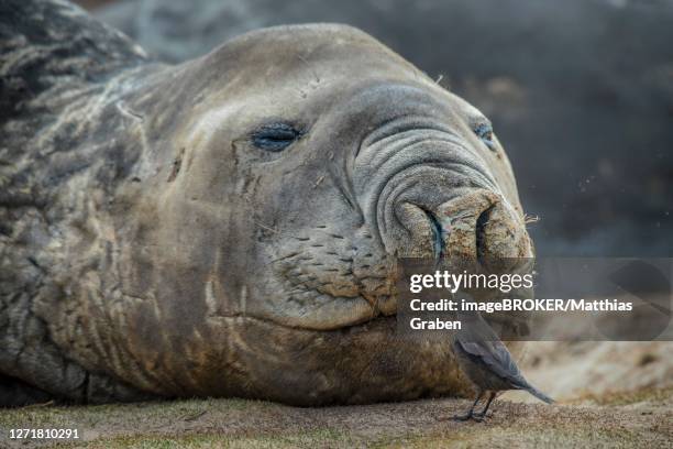 southern elephant seal (mirounga leonina) and blackish cinclodes, also (cinclodes antarcticus), carcass island, falkland islands, united kingdom - blackish cinclodes stock pictures, royalty-free photos & images