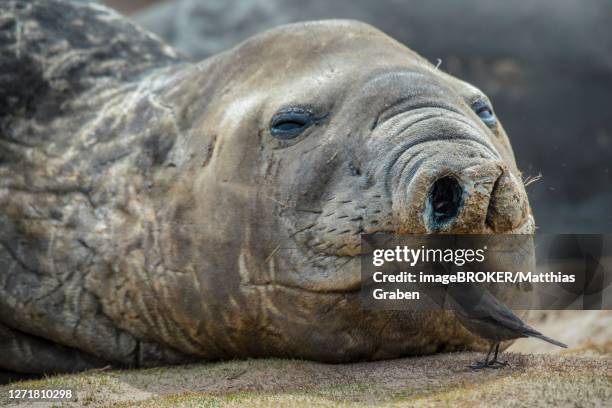 southern elephant seal (mirounga leonina) and blackish cinclodes, also (cinclodes antarcticus), carcass island, falkland islands, united kingdom - blackish cinclodes stock pictures, royalty-free photos & images