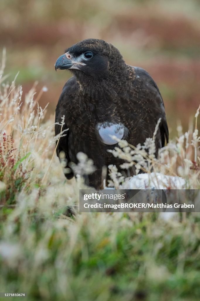 Striated Caracara Also Called Johnny Rook On The Carcass Of A ...