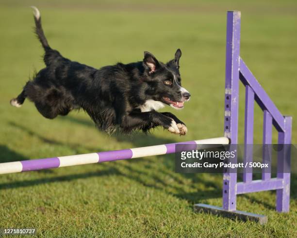 side view of dog running on field, durham, united kingdom - dog agility stock pictures, royalty-free photos & images