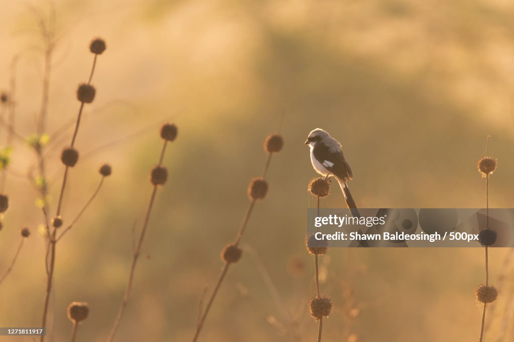 Low Angle View Of Bird Perching On Plant, Nakuru, Kenya