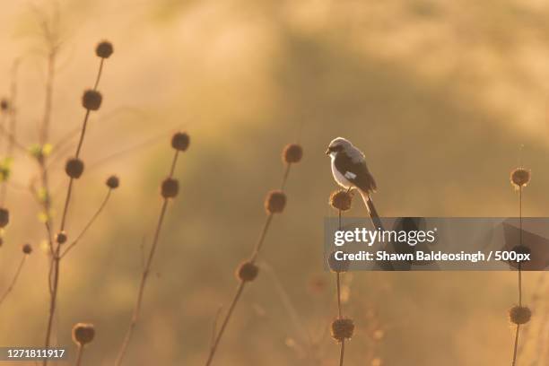 Low Angle View Of Bird Perching On Plant Nakuru Kenya, Foto de stock