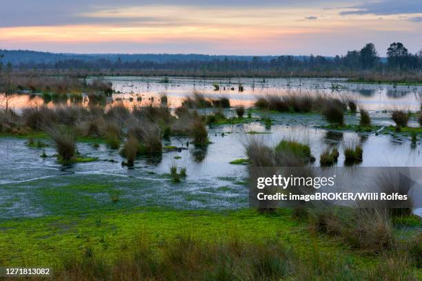 daybreak at a swinging lawn in hahnenmoor, moor, rewetting, wilderness, herzlake, lower saxony, germany - bog stock pictures, royalty-free photos & images