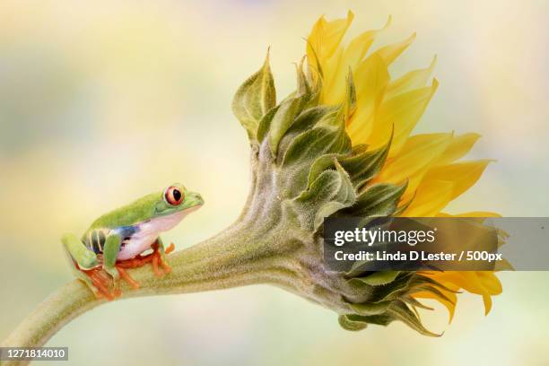 close-up of insect on plant - daisy family stock pictures, royalty-free photos & images