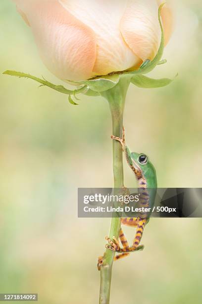 close-up of insect on plant - tiger leg monkey tree frog stock pictures, royalty-free photos & images