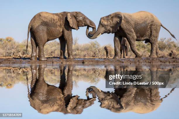 side view of elephants standing by elephants in lake - elephant trunk drink photos et images de collection