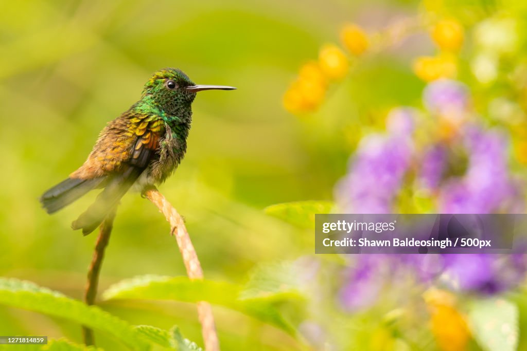 Close-Up Of Bird Perching On Plant, Petit Valley, Trinidad And Tobago