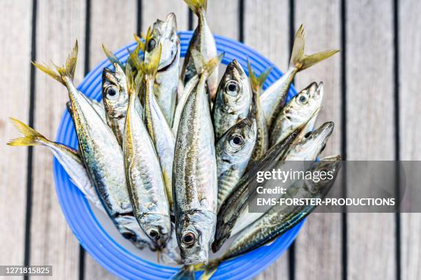 Fish Edibility Small Edible Fish Photos and Premium High Res Pictures - Getty Images
