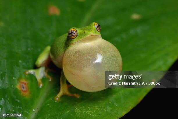 close-up of frog on leaf, munnar, india - frosch stock-fotos und bilder
