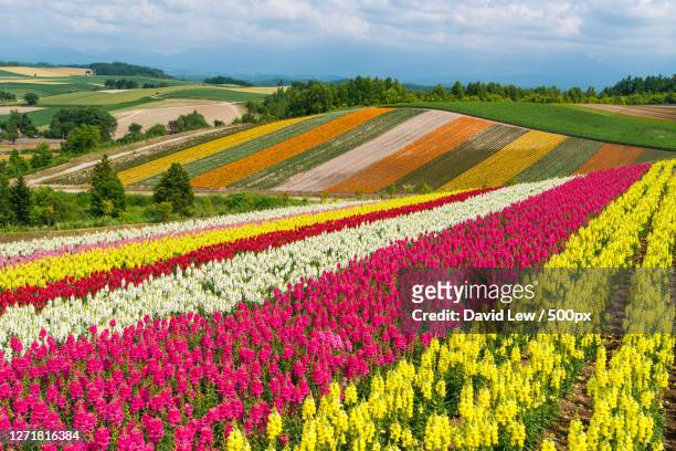 scenic view of flowering plants on field against sky, asahikawa, japan - hokkaido japan stock-fotos und bilder