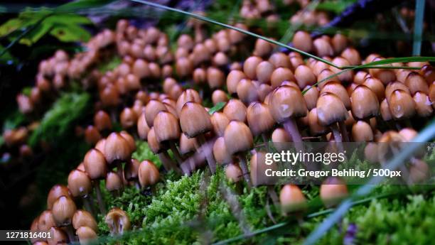 close-up of pink flowering plants on field - gregor behling stock pictures, royalty-free photos & images