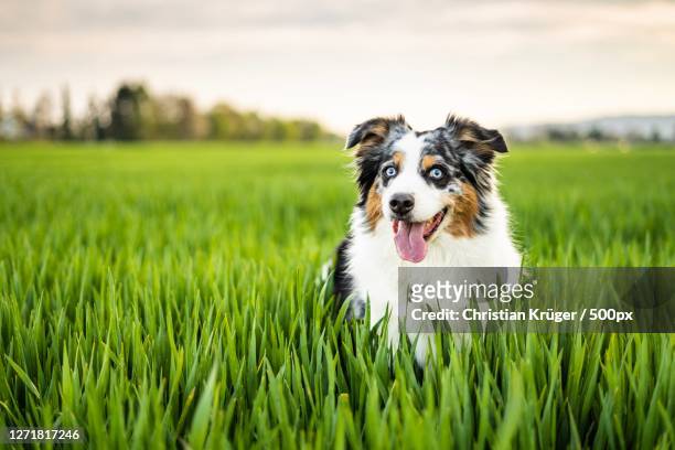 portrait of dog standing in corn field, holzminden, germany - australische herder stockfoto's en -beelden
