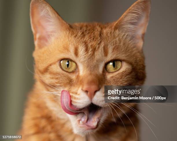 close-up portrait of cat sticking out tongue - cat sticking tongue out stock pictures, royalty-free photos & images
