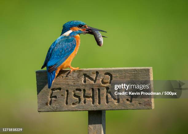 276 No Fishing Sign Photos and Premium High Res Pictures - Getty Images 276 No Fishing Sign Photos and Premium High Res Pictures - Getty Images