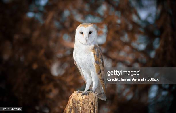 portrait of owl perching on wooden post, norfolk county, canada - wooden post stock pictures, royalty-free photos & images