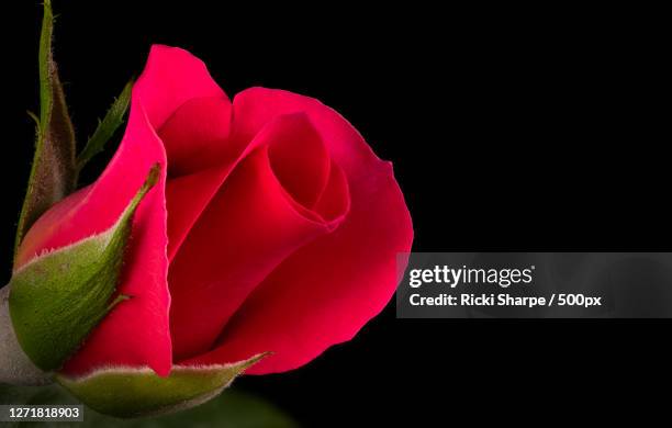 1,314 Red Rose Black Background Photos and Premium High Res Pictures - Getty Images 1,314 Red Rose Black Background Photos and Premium High Res Pictures - Getty Images