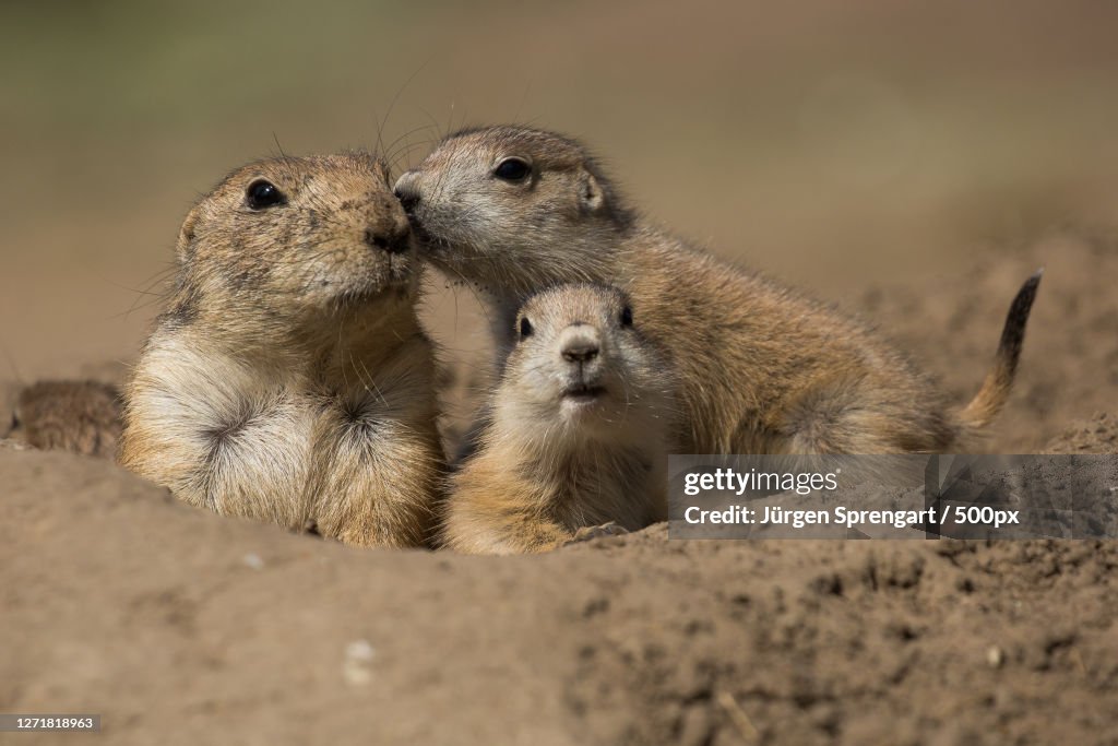 Close-Up Of Prairie Dogs On Land