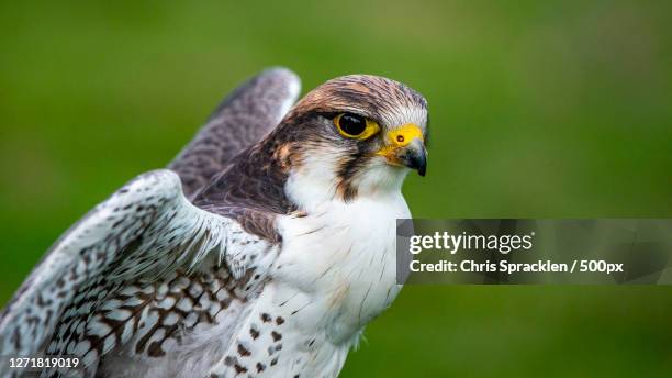 close-up of bird looking away, stoke-sub-hamdon, united kingdom - falk bildbanksfoton och bilder