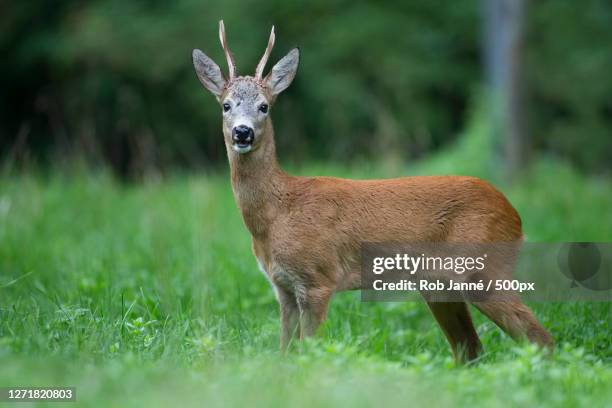 portrait of deer standing on field, gmunden, austria - reh stock-fotos und bilder