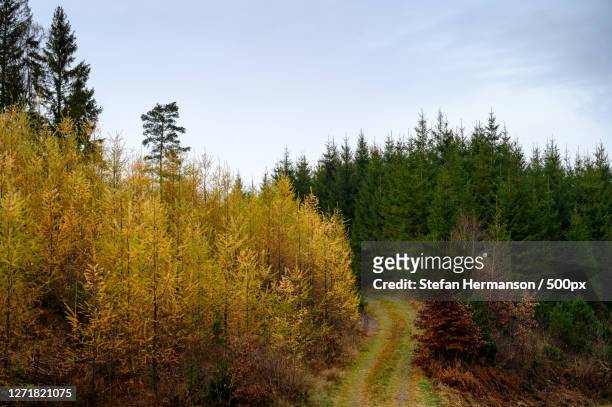trees in forest against sky during autumn - träd stock pictures, royalty-free photos & images