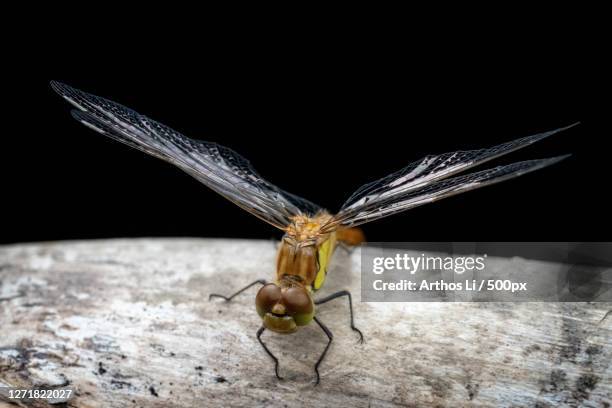 Austrian Insects Attergau Photos and Premium High Res Pictures - Getty Images