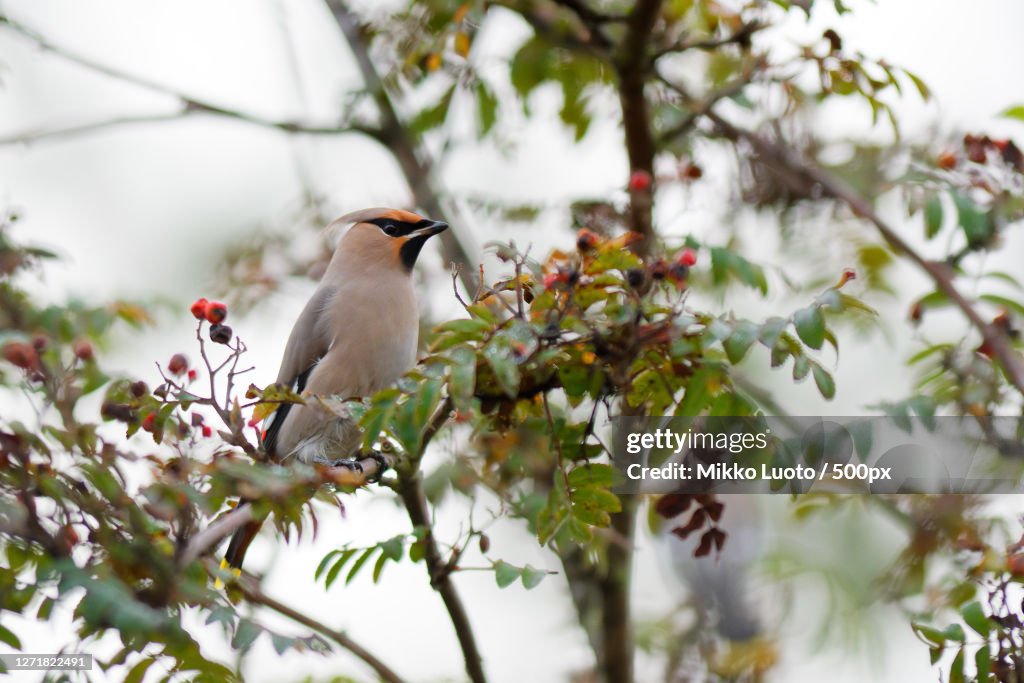 Low Angle View Of Bird Perching On Tree, Vaasa, Finland