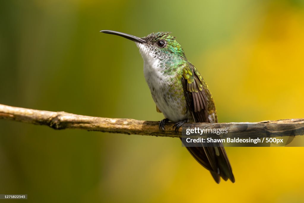 Close-Up Of Bird Perching On Branch, Arima, Trinidad And Tobago