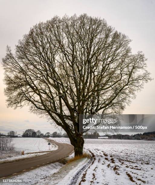 a snowy day in the winter - löv stock-fotos und bilder